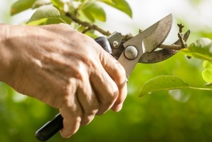 Devis Elagage d'arbres, Suisse